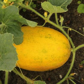 Yellow melon of the Canaries